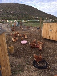 Happy chickens make happy eggs :)