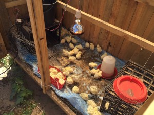 Few days old...at 70 days they'll be dinner!