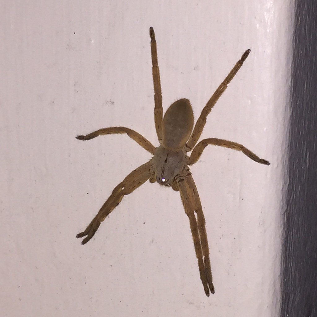 You need a GIANT AFRICAN SPIDER!!!